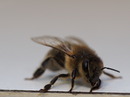 Fotos_Bienen, Wespen, Hummeln