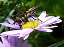 Fotos_Bienen, Wespen, Hummeln