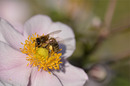 Fotos_Bienen, Wespen, Hummeln