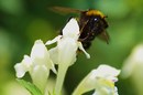 Fotos_Bienen, Wespen, Hummeln