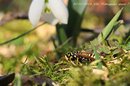 Fotos_Bienen, Wespen, Hummeln