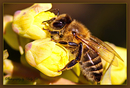 Fotos_Bienen, Wespen, Hummeln