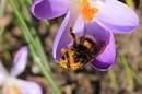 Fotos_Bienen, Wespen, Hummeln