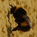 Fotos_Bienen, Wespen, Hummeln