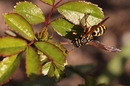 Die erste Wespe