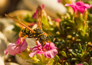 Fotos_Bienen, Wespen, Hummeln