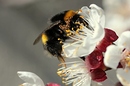 Fotos_Bienen, Wespen, Hummeln