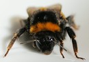 Fotos_Bienen, Wespen, Hummeln