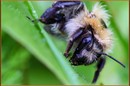 Fotos_Bienen, Wespen, Hummeln