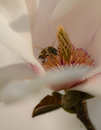 Fotos_Bienen, Wespen, Hummeln