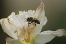 Fotos_Bienen, Wespen, Hummeln