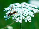 Fotos_Bienen, Wespen, Hummeln