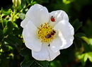 Fotos_Bienen, Wespen, Hummeln