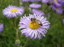 Fotos_Bienen, Wespen, Hummeln