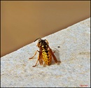 Fotos_Bienen, Wespen, Hummeln