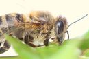 Fotos_Bienen, Wespen, Hummeln