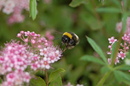 Humel auf Pollen suche.