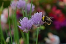 Hummel