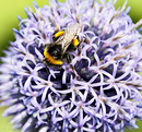 Fotos_Bienen, Wespen, Hummeln