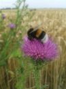Fotos_Bienen, Wespen, Hummeln
