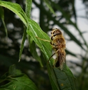 Fotos_Bienen, Wespen, Hummeln