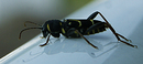 Fotos_Bienen, Wespen, Hummeln