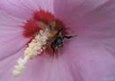 Fotos_Bienen, Wespen, Hummeln