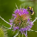 Ich brauche mehr Nektar!