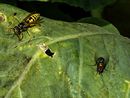 Fotos_Bienen, Wespen, Hummeln