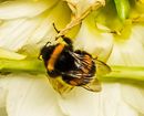 Fotos_Bienen, Wespen, Hummeln