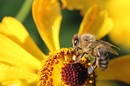 Fotos_Bienen, Wespen, Hummeln