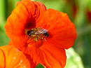 Fotos_Bienen, Wespen, Hummeln