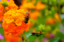 Fotos_Bienen, Wespen, Hummeln