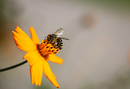 Fotos_Bienen, Wespen, Hummeln