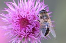 Fotos_Bienen, Wespen, Hummeln