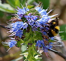 Fotos_Bienen, Wespen, Hummeln
