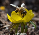 Fotos_Bienen, Wespen, Hummeln