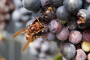 Fotos_Bienen, Wespen, Hummeln