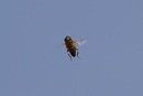 Fotos_Bienen, Wespen, Hummeln