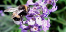 Fotos_Bienen, Wespen, Hummeln