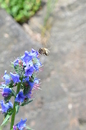 Fotos_Bienen, Wespen, Hummeln