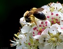 Fotos_Bienen, Wespen, Hummeln