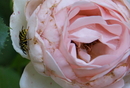 Fotos_Bienen, Wespen, Hummeln