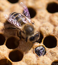 Fotos_Bienen, Wespen, Hummeln