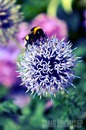 Fotos_Bienen, Wespen, Hummeln