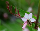 Fotos_Bienen, Wespen, Hummeln