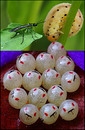 Fotos_Bienen, Wespen, Hummeln