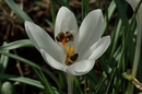 Fotos_Bienen, Wespen, Hummeln