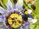 Fotos_Bienen, Wespen, Hummeln