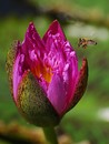 Fotos_Bienen, Wespen, Hummeln